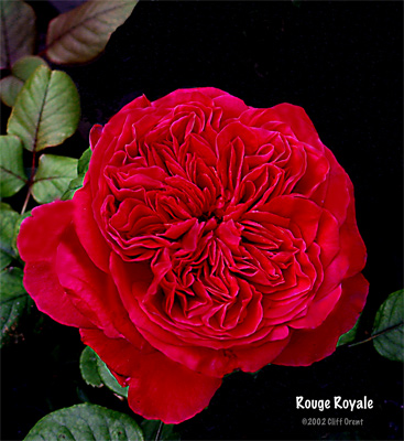 Rouge Royale (Quatered)